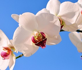 黄山正规助孕捐卵机构，附正规捐卵机构报名表！
